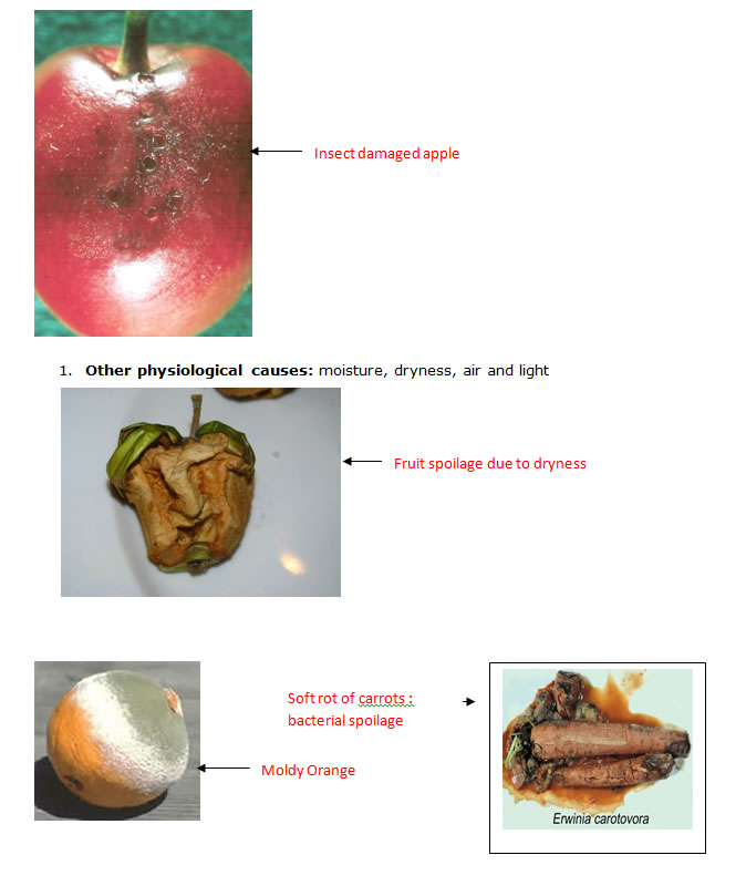 microbial examination of spoilt avocado fruit