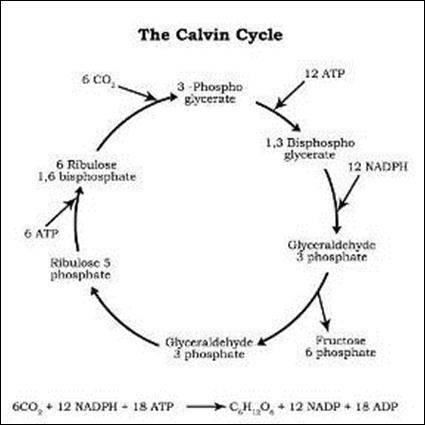Description: calvin%20copy