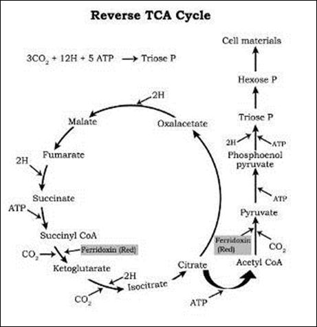 Description: Reverse TCA copy