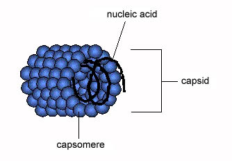 virus diagram labeled capsid