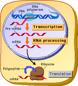 Description: http://www.phschool.com/science/biology_place/biocoach/images/transcription/euovrvw.gif