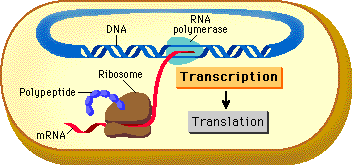 Description: http://www.phschool.com/science/biology_place/biocoach/images/transcription/proovrvw.gif