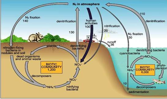 Description: NitrogenCycle.jpg