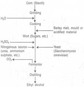 Description: http://www.studentsguide.in/microbiology/industrial-microbiology/images/steps-in-the-manufacture-of-ethyl-alcohol-using-starch-as-raw-material.jpg