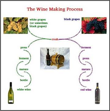http://bp2.blogger.com/_M6Asj54fifk/R90IsB__QkI/AAAAAAAAA-s/4YLdq92YmYg/s400/Wine+Making+Process.bmp