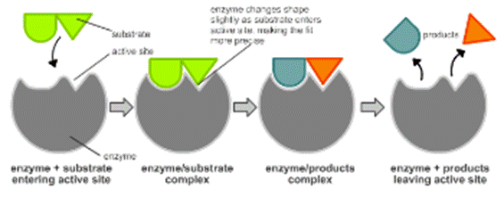 Diagrams to show the induced fit hypothesis of enzyme action.