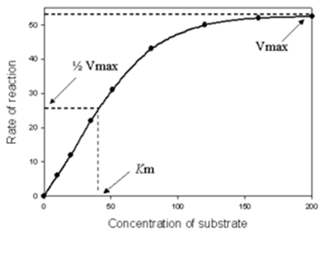 Saturation curve for an enzyme reaction showing the relation between the substrate concentration (S) and rate (v).