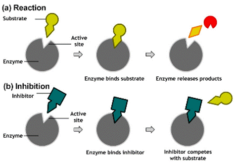 A competitive inhibitor binds reversibly to the enzyme, preventing the binding of substrate. On the other hand, binding of substrate prevents binding of the inhibitor. Substrate and inhibitor compete for the enzyme.