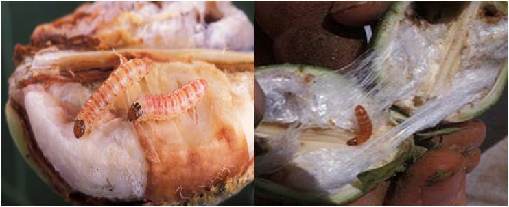 Cotton Curse: Damage by pink bollworm to Bt Cotton worst in two