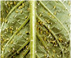 tobacco aphid Tobacco :: Major pests:: Aphid