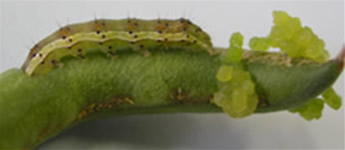 Heliothis larva on a bean