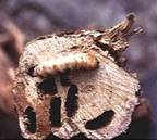 Coffee white stem borer larva