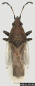 cottonseed bug, Oxycarenus hyalinipennis  (Hemiptera: Oxycarenidae)
