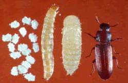 flour beetle larvae