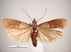 Mating Pantry Moths - Plodia interpunctella 