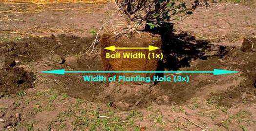 Planting hole width