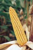 Maize hybrid ZP 677