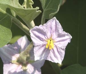 Brinjal flower