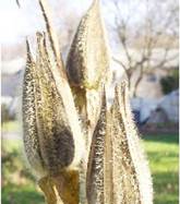 Pods of Abelmoschus manihot ~ Yellow Hibiscus, annual