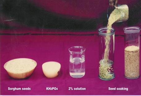 Seed Chart 3 copy