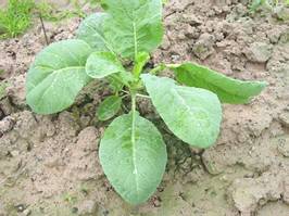 Cauliflower young plant