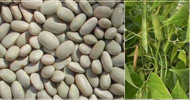 http://www.darrolshillingburg.com/GardenSite/Images/webImages/beans/teparyBeanPods_label.jpg