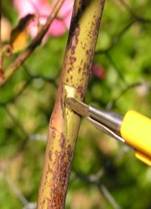 T cut in rose stem