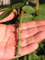 budding a rose plant