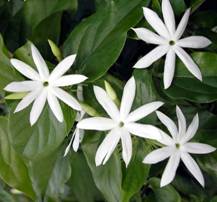 Dried Loose White Arabian Jasmine Flowers From Jasminum Sambac For Blooming  Flower Tea - Buy Dried Loose White Arabian Jasmine Flowers From Jasminum  Sambac For Blooming Flower Tea Product on