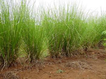 Vetiver roots in soil (left and middle) and in water (right)