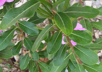 vincristine plant