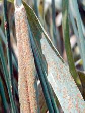 Leaf rust of wheat