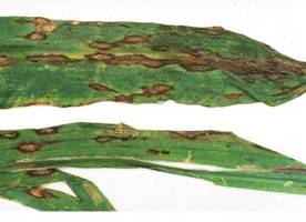 Leaf blight