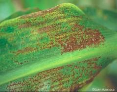 rust pustules & spores