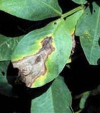 Anthracnose