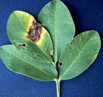 Alternaria leaf disease
