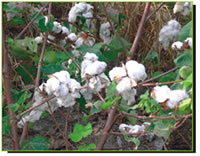 Root Rot of Cotton